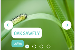 jQuery Image Carousel