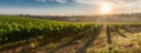 Grape field in Toscana